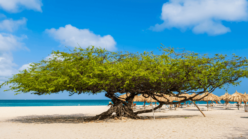 How Insurance Works in Aruba